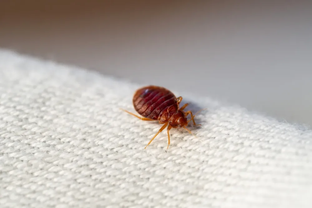 Punaise de lit près de Sartrouville